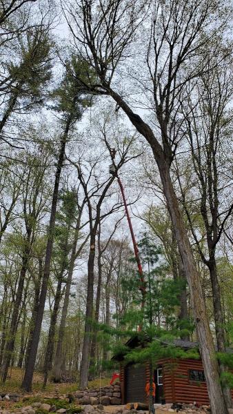 Mid State Tree Service LLC