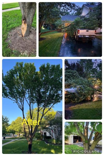 Timber Tree Experts LLC