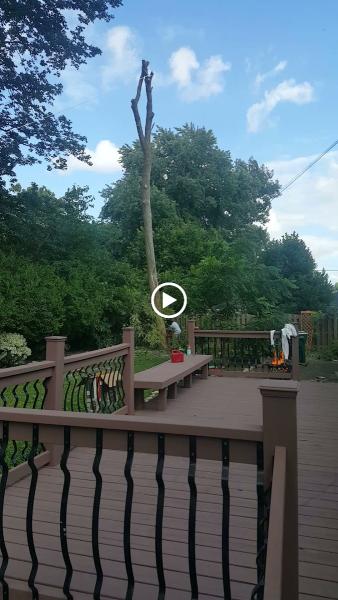Timber Tree Experts LLC