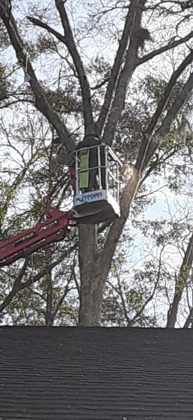 Cricket's Tree Service
