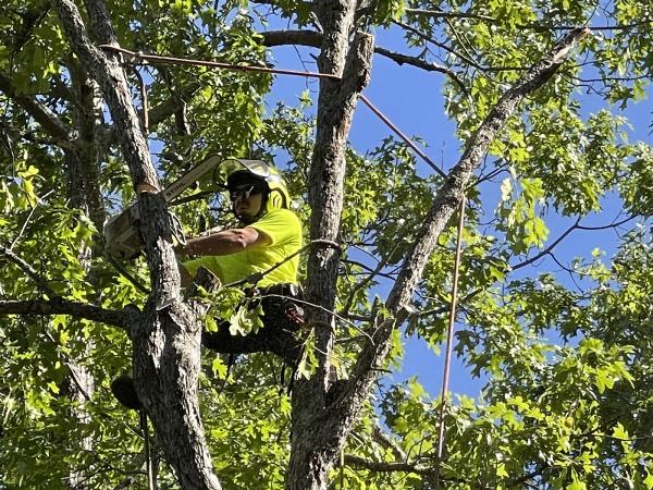 Gordon Pro Tree Service