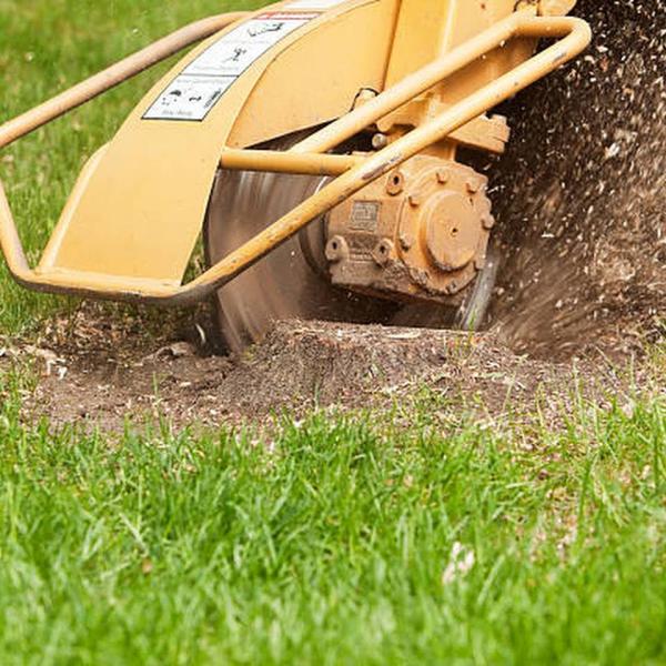 Dave & Jo's Tree Service