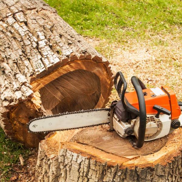 Dave & Jo's Tree Service