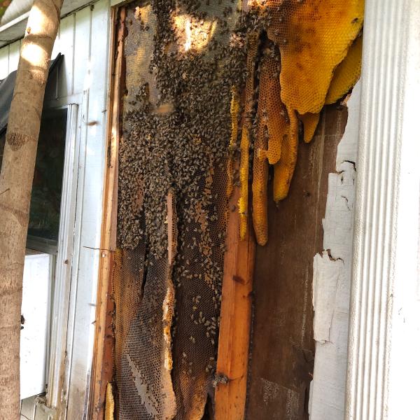 Bee Removal/Snyder's Hives and Honey