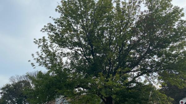 Keep It Clean Tree Service