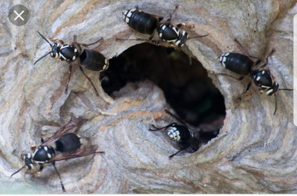 Taylor Rose Pest Control