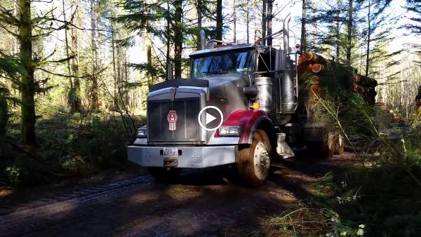 American Forest Lands Washington Logging Company LLC