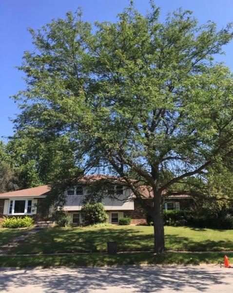 Mike's Tree Service