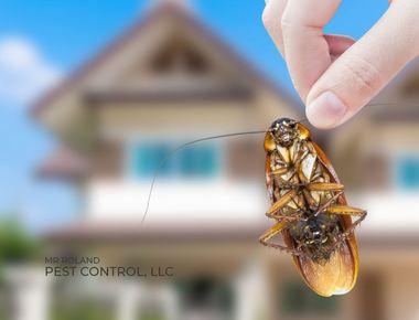 Mr Roland Pest Control