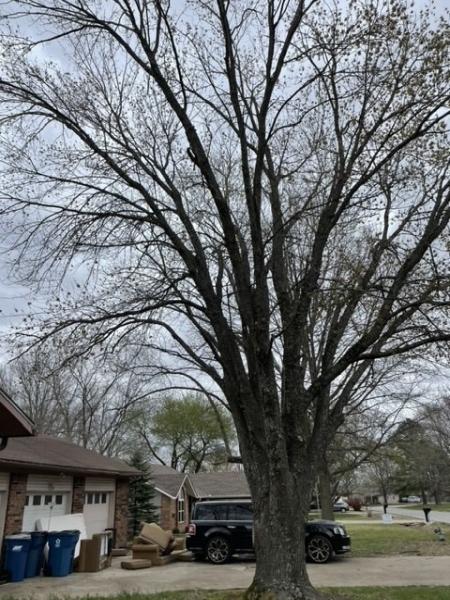 Matias Lawn & Tree Service