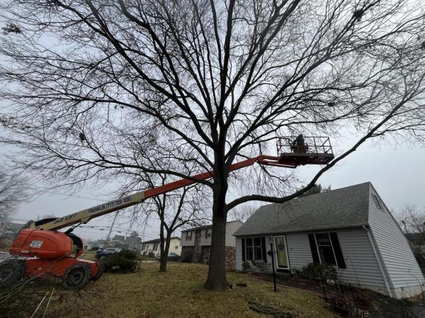 Antrim Tree Service