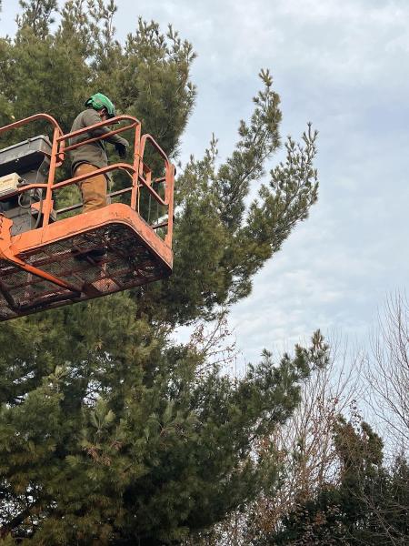Antrim Tree Service
