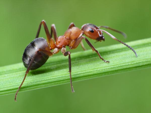 Think Green Pest Control