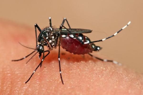 Think Green Pest Control