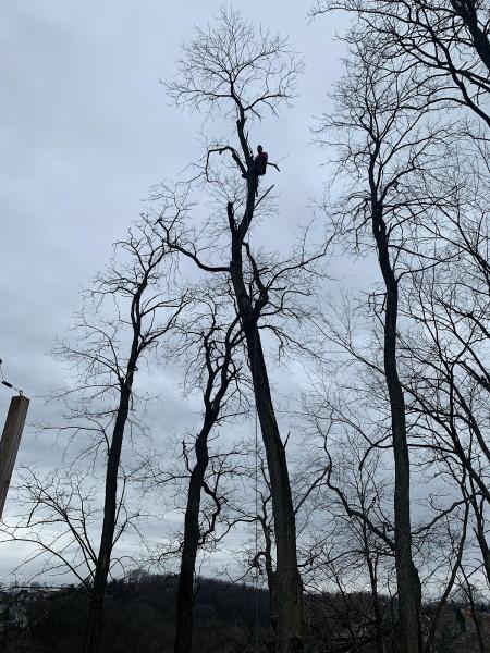 Murray's Tree Service