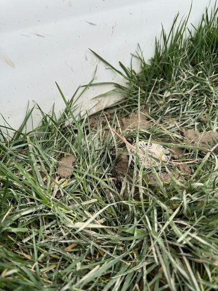Advance Lawn Sprinklers