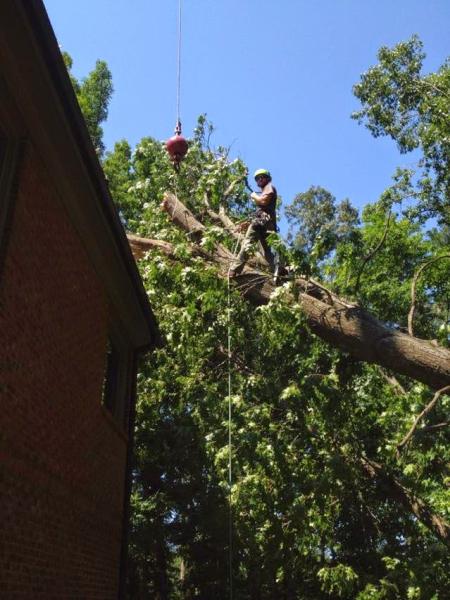 A Top Notch Tree Service