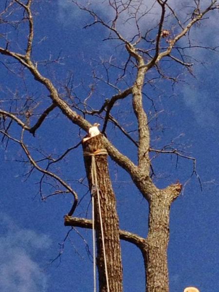 A Top Notch Tree Service