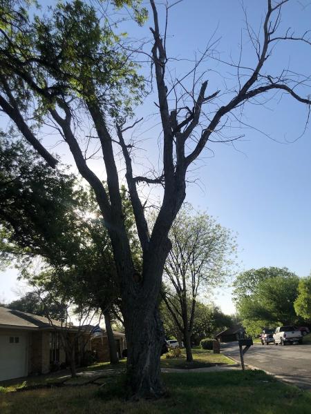 Trinity Forest Tree Care Service