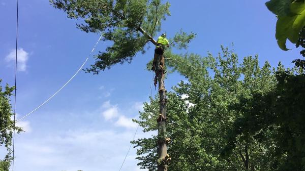Mid-Country Tree Services