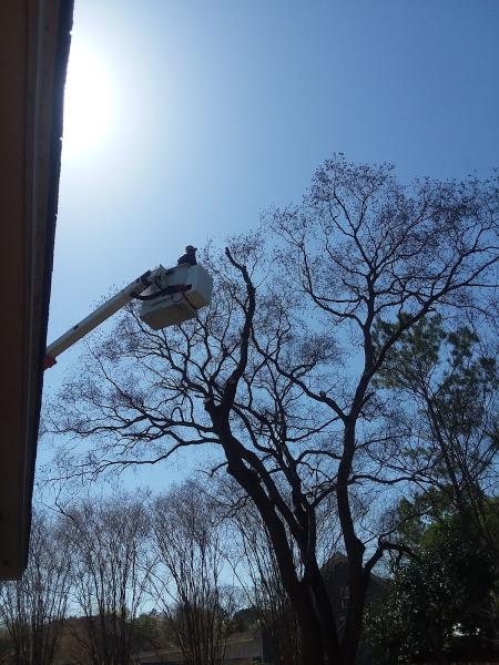 Bullseye Tree Service