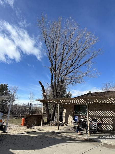 Wilson Tree Works