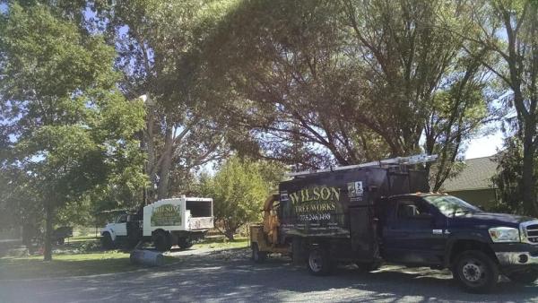 Wilson Tree Works