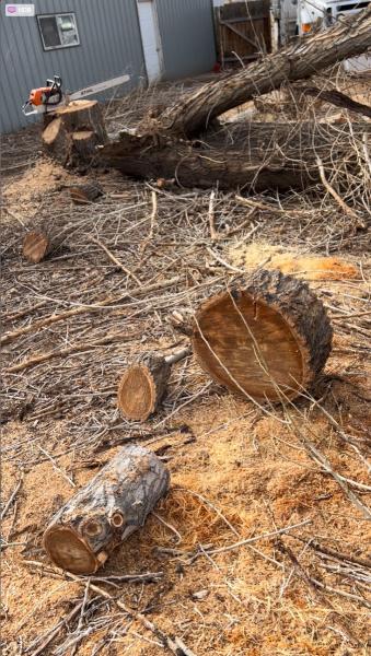 Wilson Tree Works