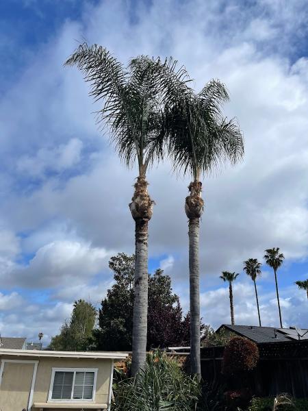 Godinez Tree Care