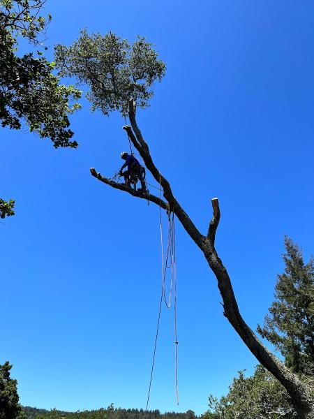 Godinez Tree Care