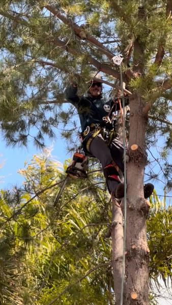 Godinez Tree Care