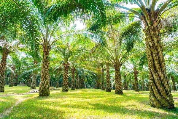 Fronds Palm Trimmers