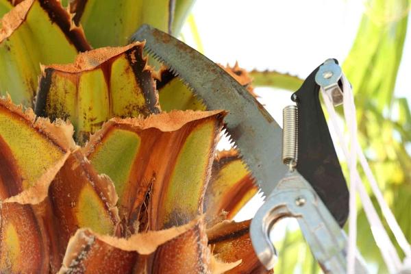 Fronds Palm Trimmers