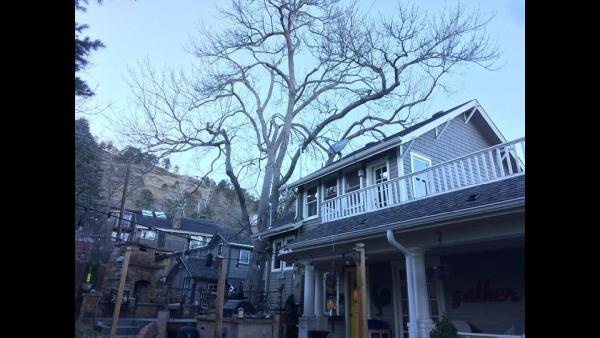 Foothills Arborists