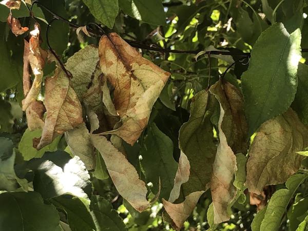 Foothills Arborists