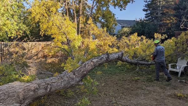 Wolverine Arbor Services