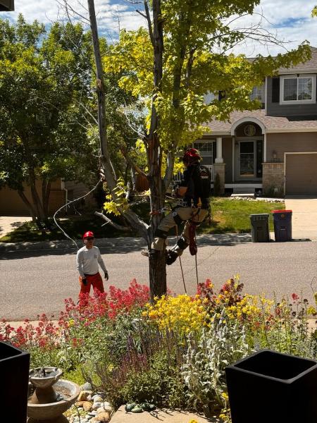 Wolverine Arbor Services