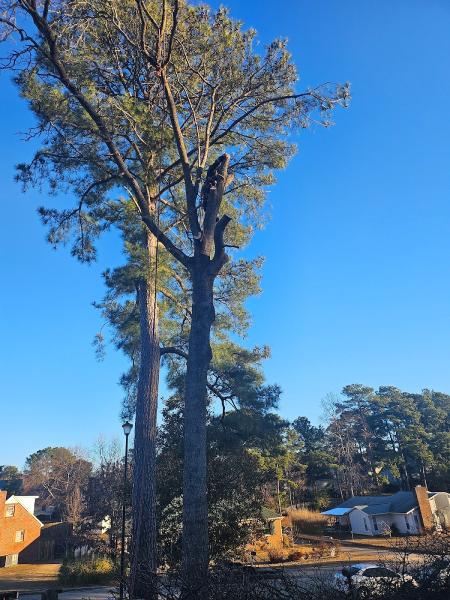 Hernandez Cruz Tree Removal & Stump Grinding