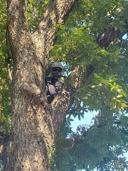 J C Tree Services