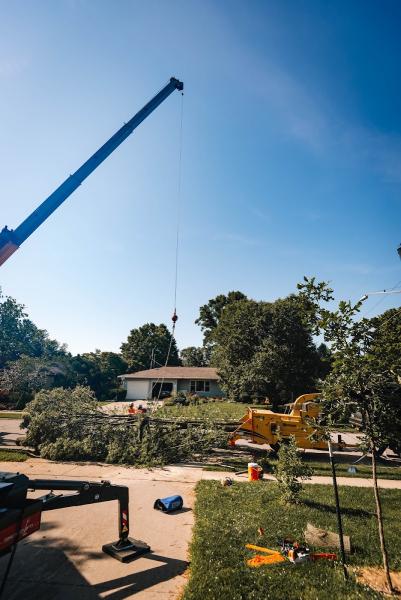 Country Arborists