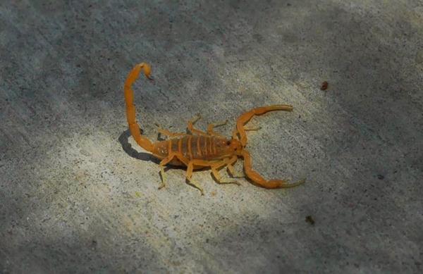 Stormin' Norman Termite and Pest Control