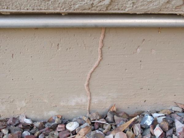 Stormin' Norman Termite and Pest Control