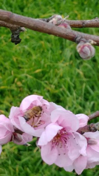 Castillo's Crazy Bees