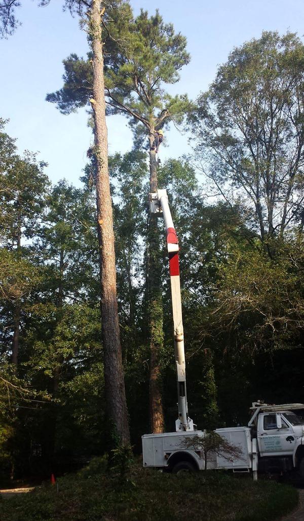 Betts Tree Service