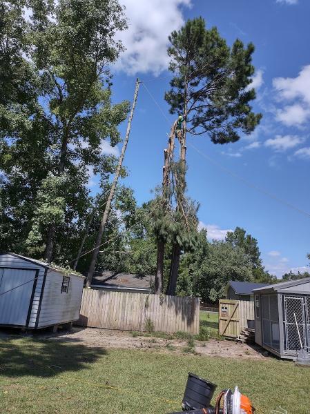 Gomez Trees & Lawn Service LLC