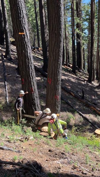 Saddle Rock Tree Service