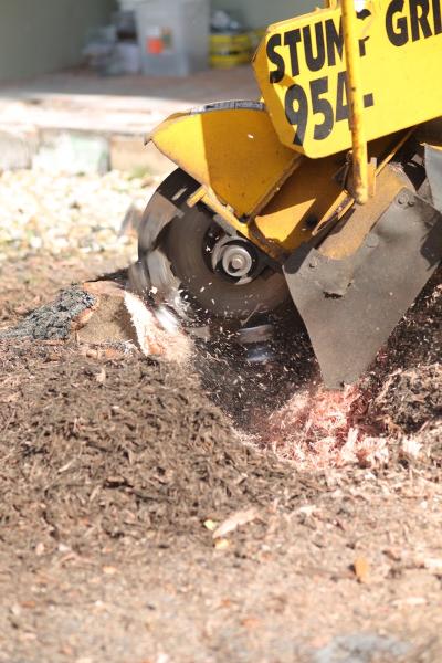 Sahara Tree Service
