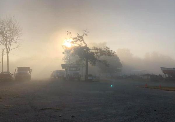 Magic Tree Removal and Trimming Service