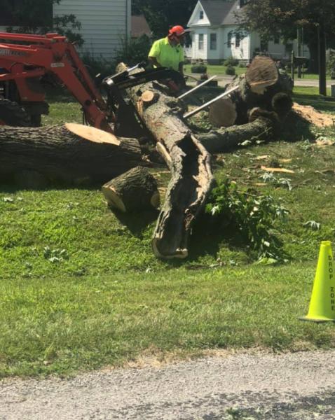 Magic Tree Removal and Trimming Service