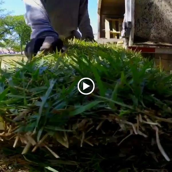 Torres Tree Service and Landscaping